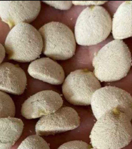 Nuez de la india Original / rechace imitaciones 🔥